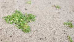 Wimmerella hedyotidea