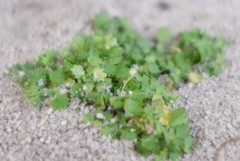 Wimmerella hedyotidea