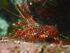 Rhynchocinetes typus