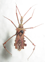 Blapton ramentaceus