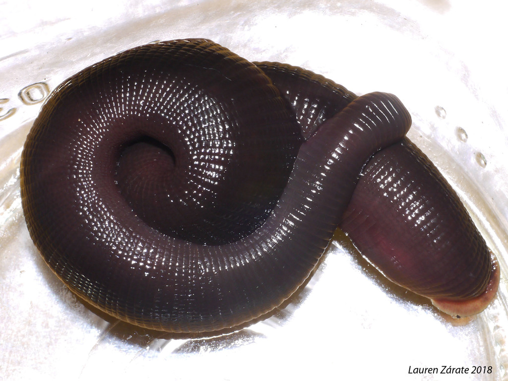 Diestecostoma