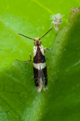 Tasmantrix