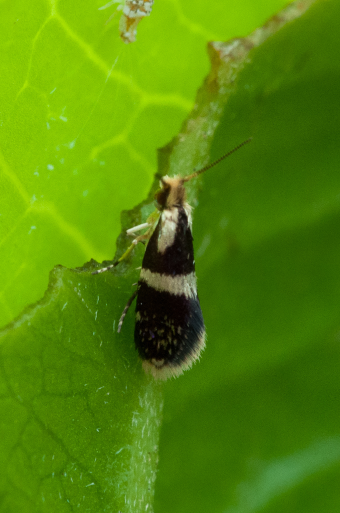 Tasmantrix