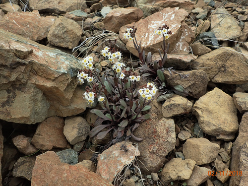 Myosotis monroi Cheeseman