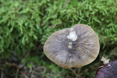 Pluteus umbrosus