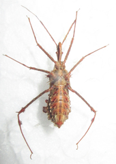 Blapton ramentaceus