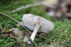 Pluteus umbrosus