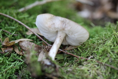 Pluteus umbrosus