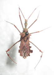 Blapton ramentaceus