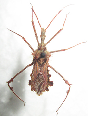Blapton ramentaceus