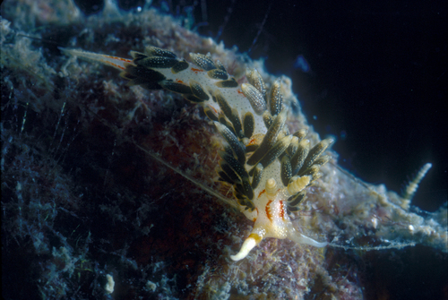 Phidiana anulifera