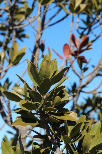 Hyaenanche globosa (Hyaenanche globosa)