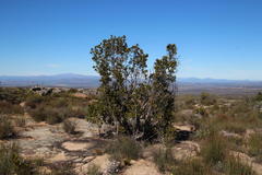 Hyaenanche globosa