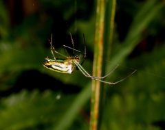 Leucauge blanda