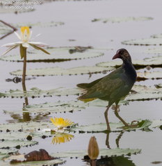 Porphyrio alleni