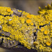 Candleflame Lichens - Photo (c) Amadej Trnkoczy, some rights reserved (CC BY-NC-SA)