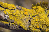 Candleflame Lichens - Photo (c) Amadej Trnkoczy, some rights reserved (CC BY-NC-SA)