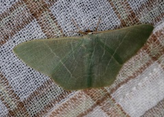 Pelagodes antiquadraria