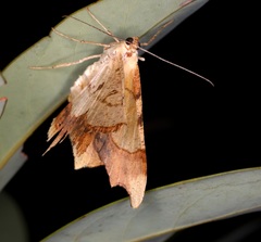 Zeheba aureata