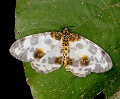 Abraxas amicula-illuminata