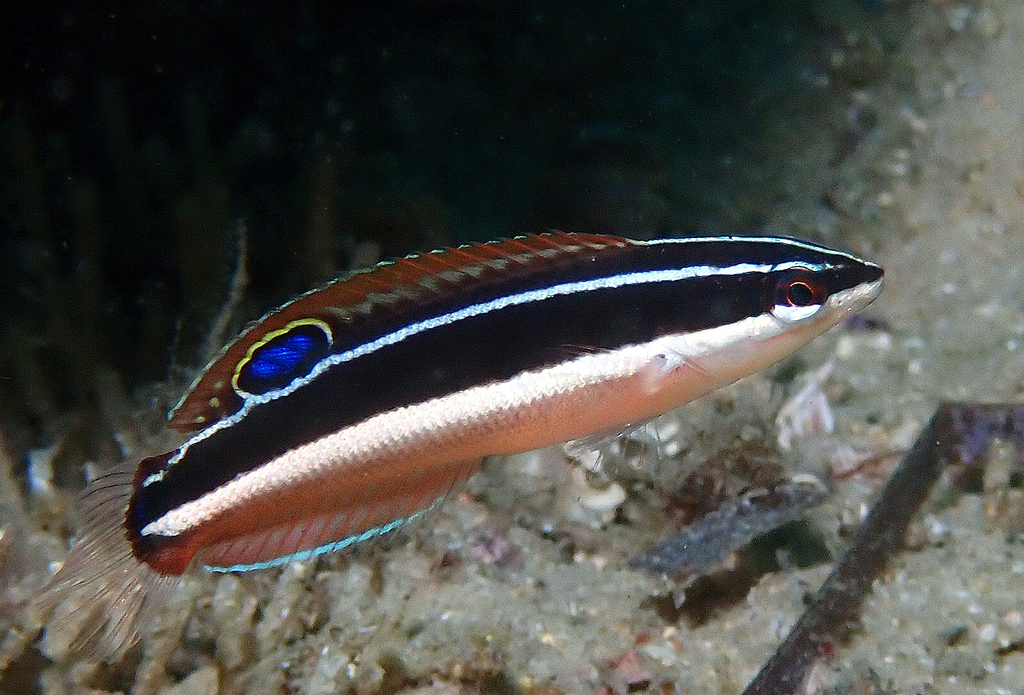 Blackstripe coris (Coris pictoides) — Labridae