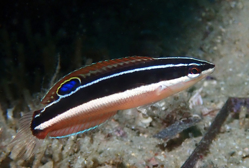 Blackstripe coris (Coris pictoides) — Labridae