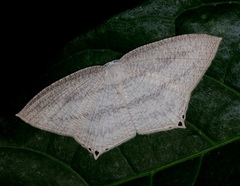 Acropteris ciniferaria