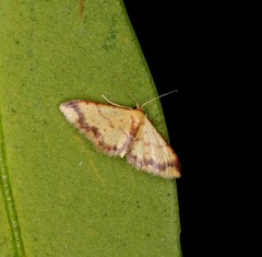 Idaea impexa