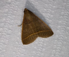 Simplicia cornicalis