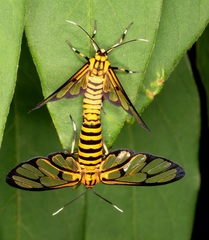 Amata grotei