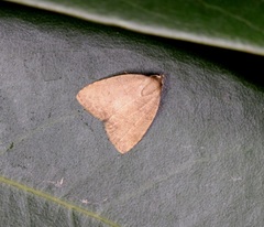 Anachrostis