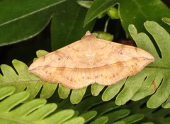 Anticarsia irrorata