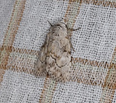 Barasa acronyctoides