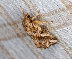 Callopistria exotica