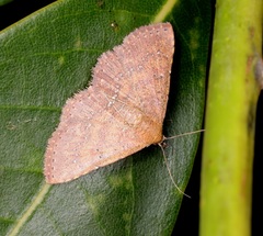 Cerynea punctilinealis