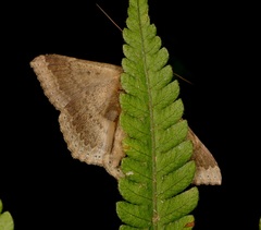 Ericeia subcinerea