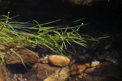 Isolepis digitata