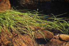 Isolepis digitata