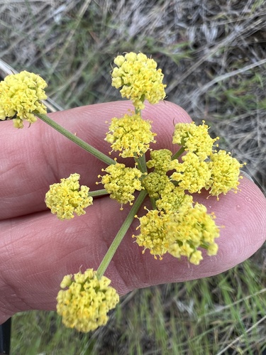 Image of Lomatium simplex by no rights reserved