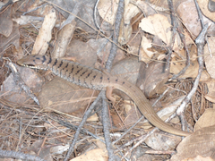 Elgaria kingii kingii