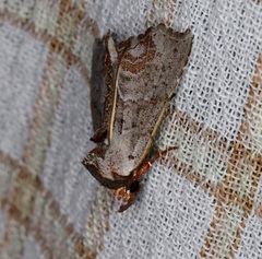 Hyperlopha compactilis