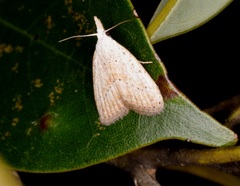 Meganola brunellus