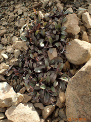 Myosotis monroi