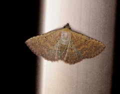 Cerynea punctilinealis