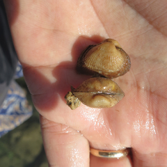 Fugleria illota