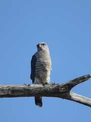 Circaetus fasciolatus
