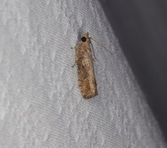 Strepsicrates semicanella