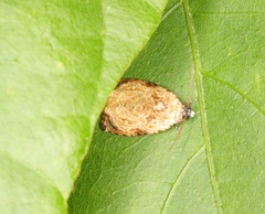 Sycacantha inopinata
