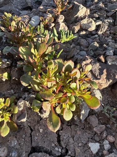Image of Stenogonum salsuginosum by (c) Matt Berger, some rights reserved (CC BY)