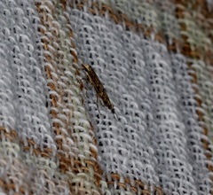 Stomphastis polygoni